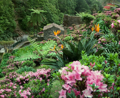 Azoren die Flora hier ist wunderschön